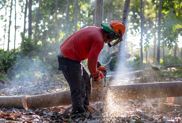 Mogno Africano jovem começa a ser beneficiado no Brasil