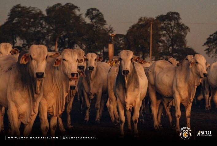 Confina Brasil 2023 começou em 5 de junho; expedição visitará 13 estados nas cinco regiões do país