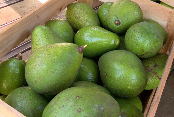 Pecuaristas de Bom Despacho investem no abacate para diversificar a produção