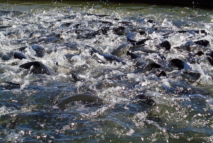 Estudo analisa os impactos causados à população de peixes da Bacia do Rio Doce após rompimento da Barragem do Fundão