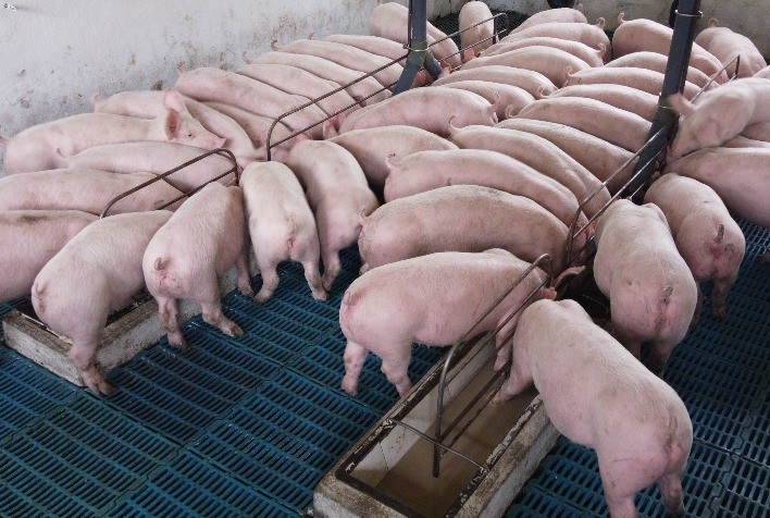 Qualidade genética impacta na baixa mortalidade de suínos da cria à terminação