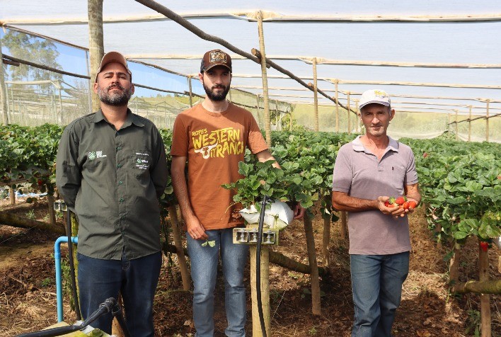 ATeG gera economia e melhora qualidade do produto em plantação de morango