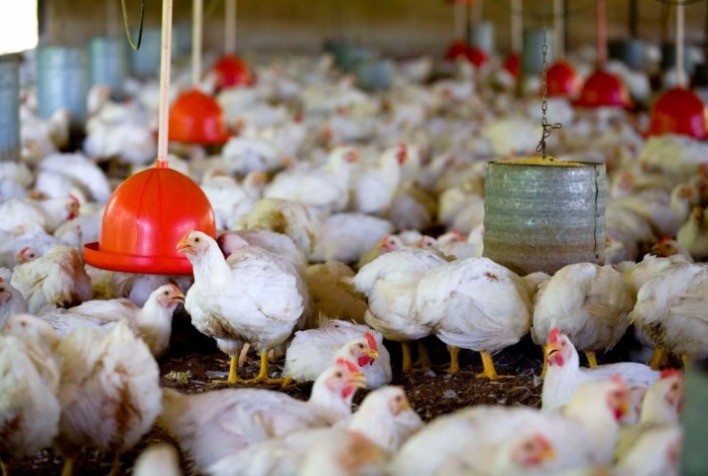 AGRO: Avicultores integrados da Cocari estão em constante evolução na eficiência produtiva