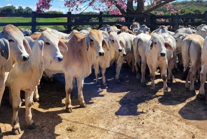 Casa Branca Agropastoril promove 20ª Prova de Desempenho de touros Jovens Angus, Brahman e Ultrablack