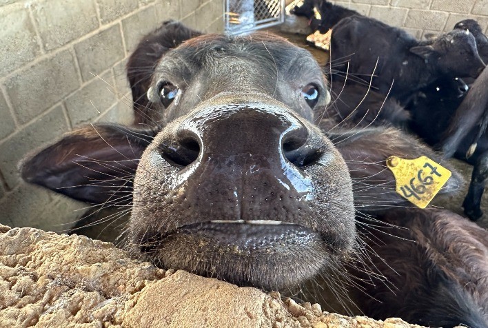 ANC assume registro de bubalinos no Brasil