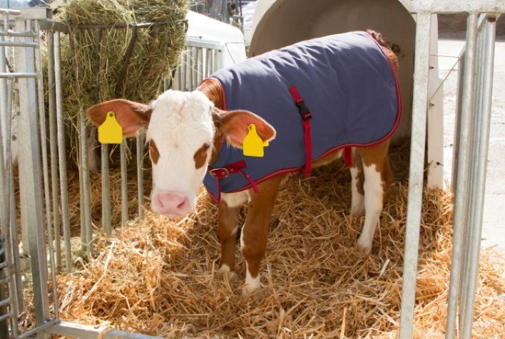 Esteja atento à etapa de nascimento para garantir qualidade de rebanho