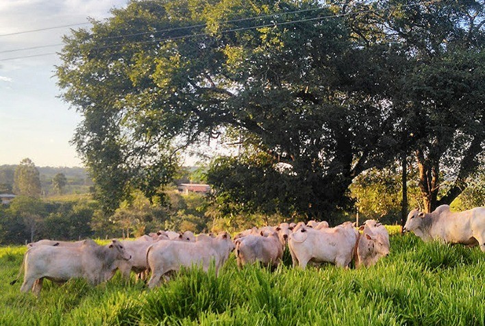 Desempenho do boi gordo na 23ª semana de 2023