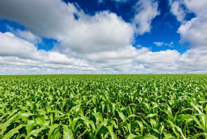Syngenta lança tecnologia inovadora para o tratamento de sementes na cultura do milho