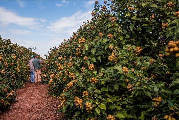 Produtores de urucum no noroeste do Paraná projetam safra recorde e buscam IG