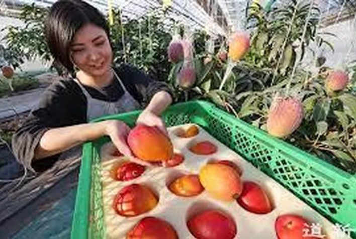 Manga da neve: Japonês inventa técnica para produzir a fruta mais cara do mundo no inverno