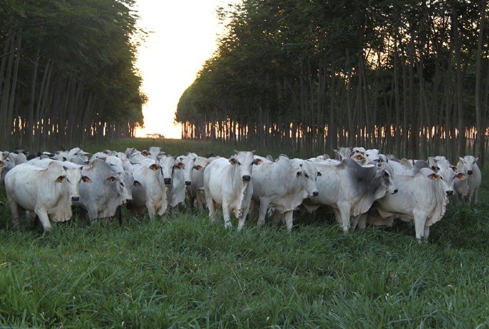 Novo sistema de avaliação registra alto índice de sustentabilidade em sistemas de integração