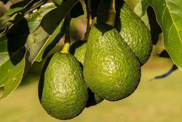 Produção de abacate cresce no Brasil; veja os tipos mais consumidos