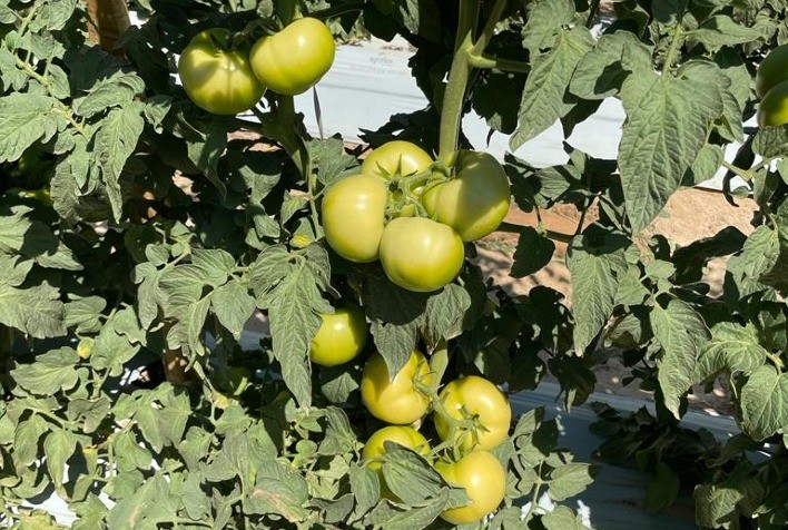 Hortifruticultura: Inseticida de ponta tem adesão crescente no manejo de pragas de alta complexidade do tomate