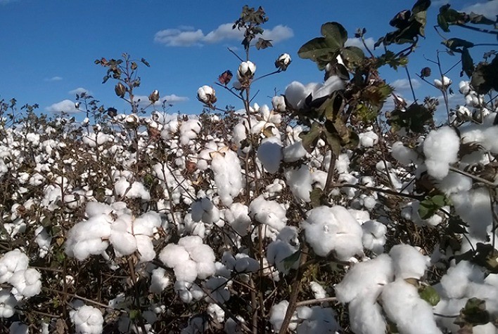 Algodão: Negócios estão lentos; preços oscilam