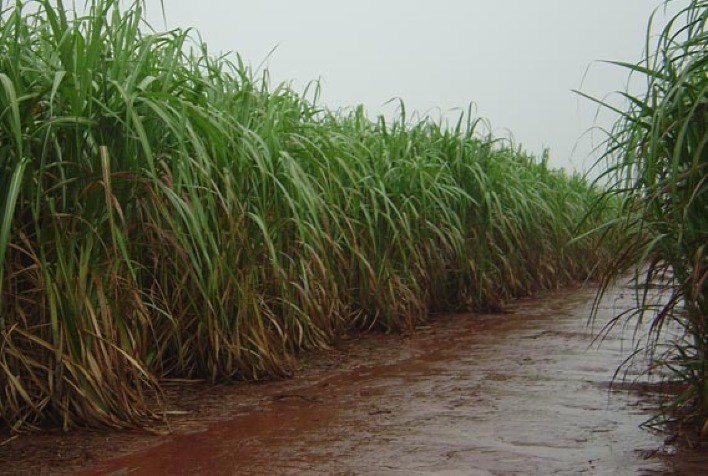 Chegada do El Niño põe setor de cana-de-açúcar em alerta