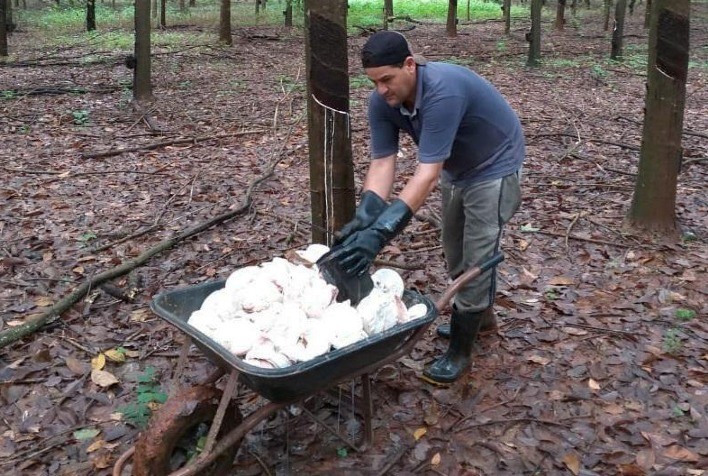 Companhia realiza leilão de apoio à comercialização de borracha natural em nove estados