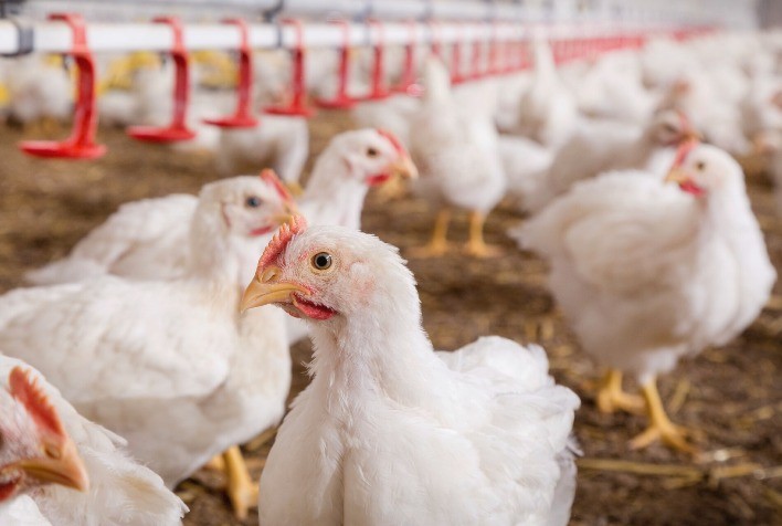 Trouw Nutrition leva soluções inovadoras de avicultura de corte no Avicultor 2023