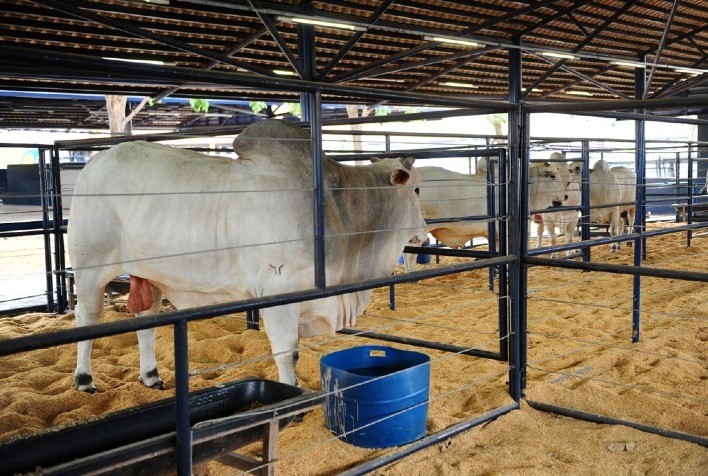 ExpoGenética 2023: ABCZ divulga data de entrada e saída dos animais que participarão da feira