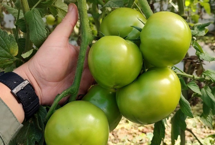 Bioinsumo livre de resíduos é a nova aposta para otimizar produção de hortifrutis