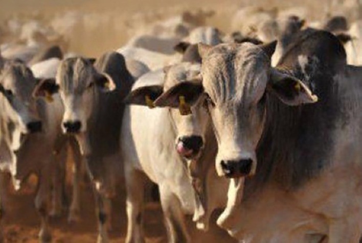 Verminoses no rebanho nacional reduz o lucro dos pecuaristas