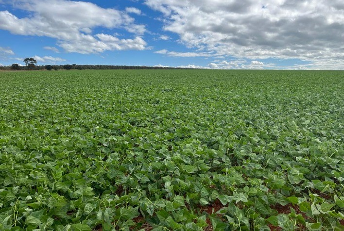 Fazendas BMG Agro vem adotando uso dos condicionadores de solo