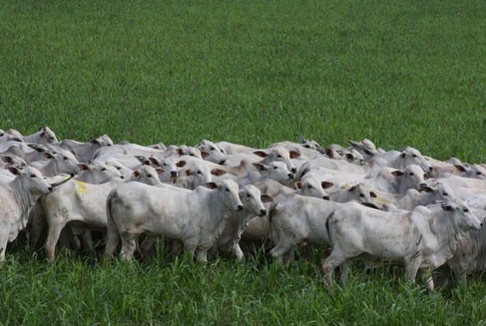 63,8% dos produtores rurais cadastraram seus rebanhos em um mês e meio, aponta Adapar