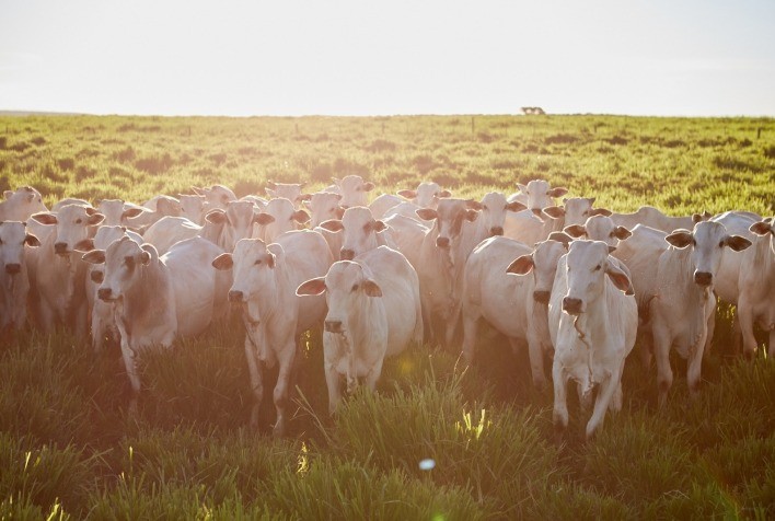 Inscrições para 5ª edição do Programa de Eficiência de Carcaça (PEC) vão até agosto