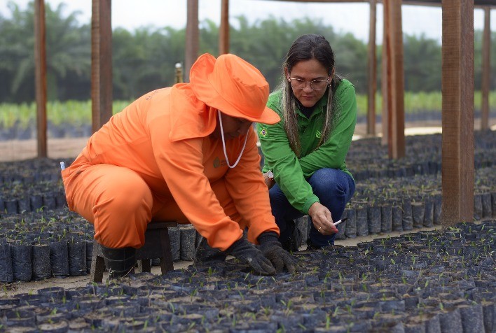 Grupo BBF amplia área de cultivo sustentável de palma, produção de biocombustível e geração de energia