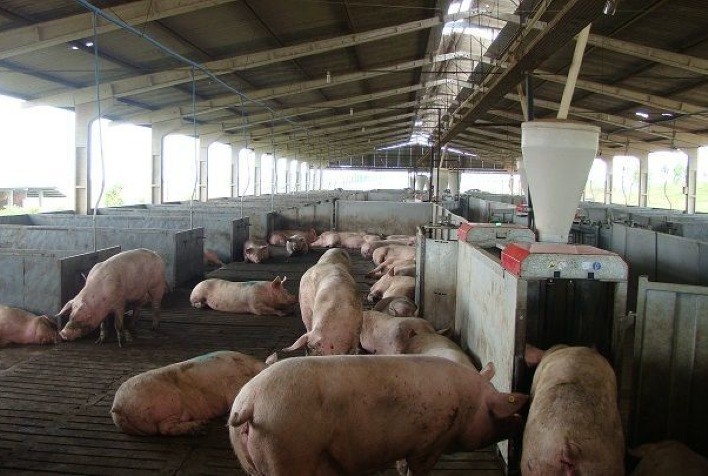 Desempenho do suíno, na granja, na 24ª semana de 2023