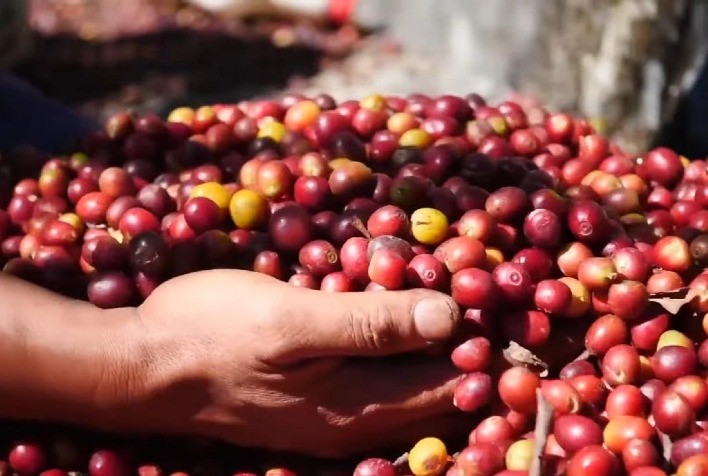 Emater-MG orienta cafeicultores sobre cuidados após a colheita para garantir qualidade do café