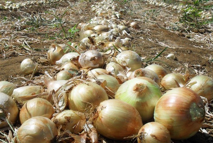 Safra de inverno 2023/2024: Epagri prevê aumento na área plantada com cebola em SC