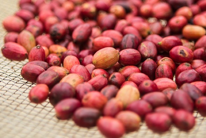 Café: Nova York retoma negócios pressionada pela colheita no Brasil