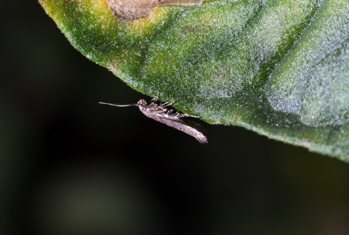 Traças do tomateiro, das crucíferas e plataforma de bioestimulantes serão temas centrais da Hortitec 2023