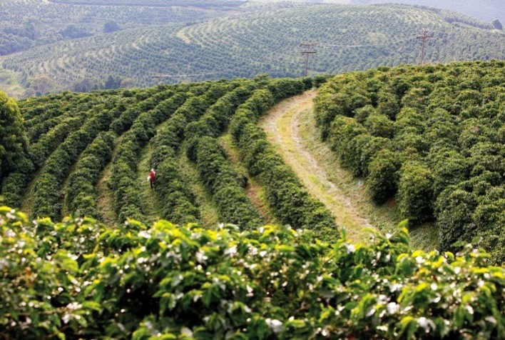Região Sudeste tem 88,4% do faturamento das lavouras dos Cafés do Brasil em 2023