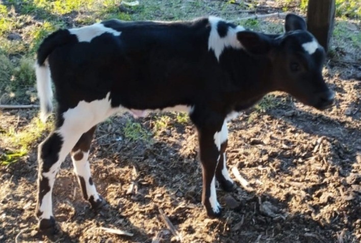 MT: Nascem primeiras bezerras do Programa ATeG + Genética