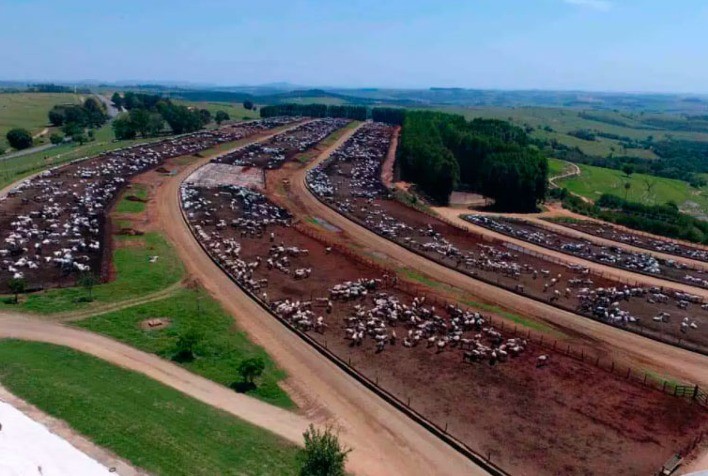 Dados preliminares do Censo de Confinamento da dsm-firmenich indicam aproximadamente 7 M de bovinos confinados em 2023