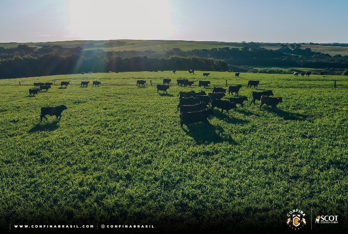 Pecuária paranaense adota tecnologias de ponta para produzir carne de alta qualidade, relata Confina Brasil