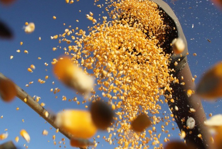 Mercado brasileiro de milho deve ter retração nas negociações