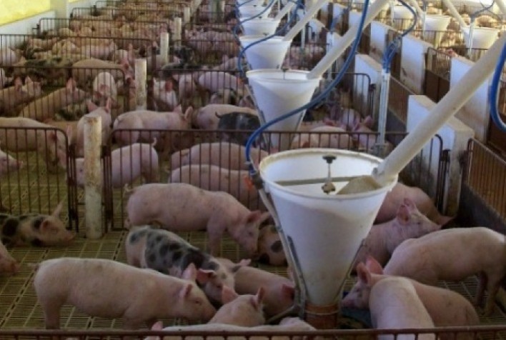 Preço do suíno vivo na região Sul absorveu nova e consecutiva baixa em maio