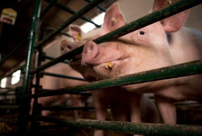 Mercado encontra espaço para correção, mas preços de carne suína seguem muito baixos