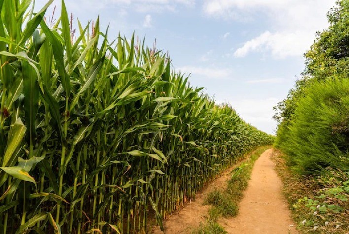 El Niño deixa o setor do agronegócio em alerta