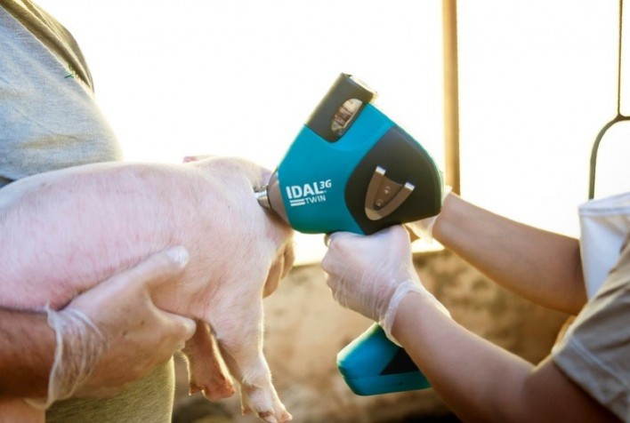 Estudos comprovam benefícios da vacinação sem agulha em suínos e reforçam o bem-estar animal