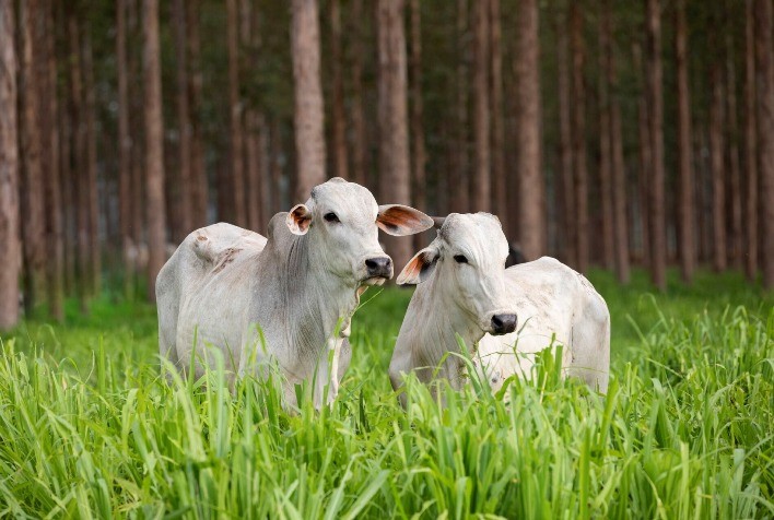 Desempenho do boi gordo na 25ª semana de 2023