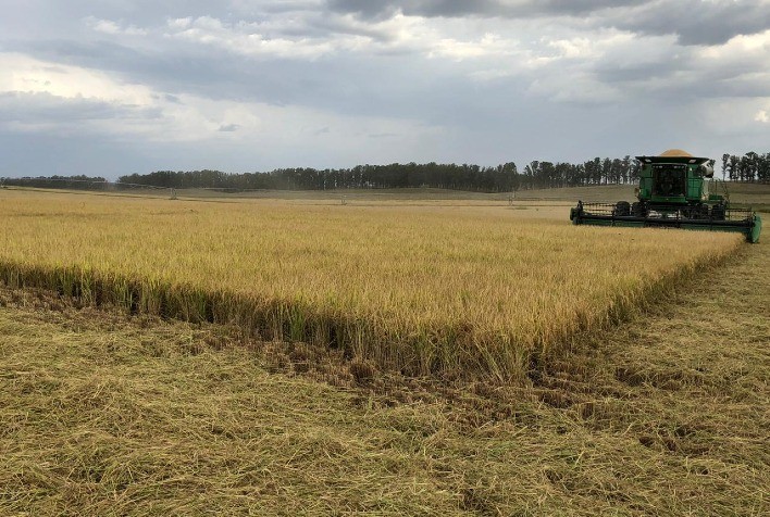 Santa Catarina registra safra recorde de arroz