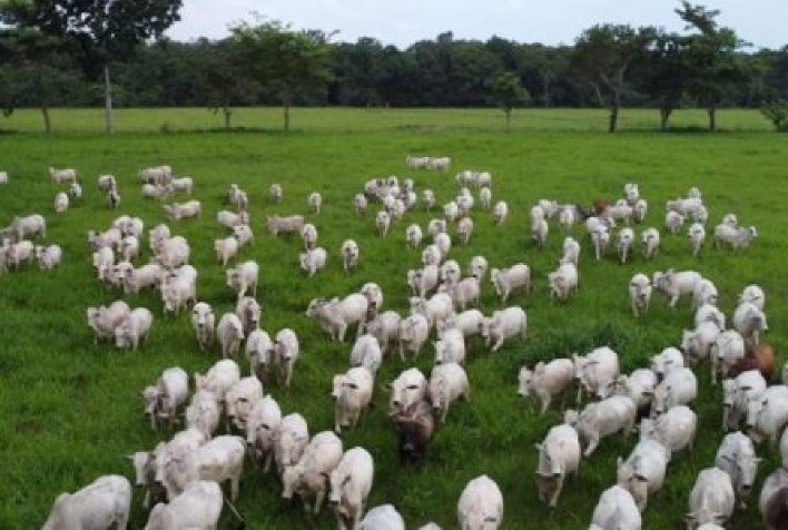 Iniciativa ajuda a identificar se produção de carne bovina causou desmatamento na Amazônia