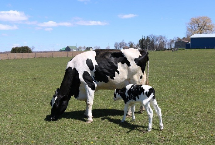 Acidose intestinal pode ser resultado de período de transição inadequado das vacas leiteiras