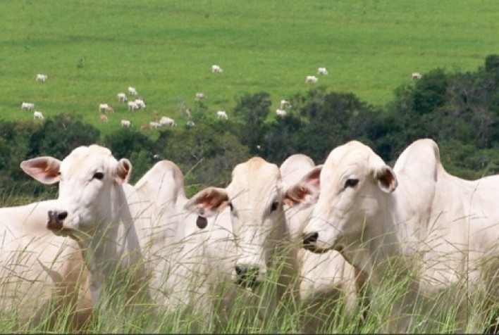 Aumento na produção de carne bovina foi um dos fatores que pesou sobre o setor no decorrer do primeiro trimestre