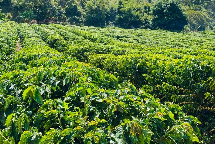 Emater-MG e prefeituras incentivam cultivo de café conilon no Vale do Suaçuí, região Leste de Minas