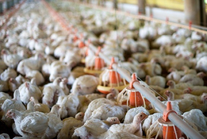 Agora pela FAO, as tendências da produção mundial de carne avícola em 2023; Brasil deve registrar o maior índice de expansão