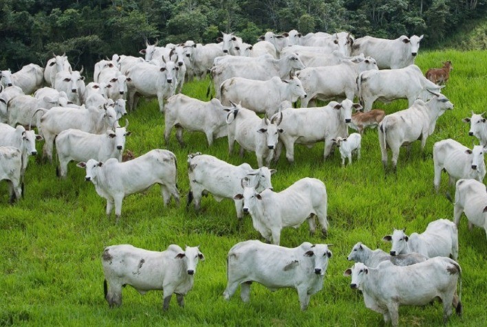 Goiás: Prazo para declaração de rebanho e comprovação da vacinação contra a raiva termina nesta sexta-feira